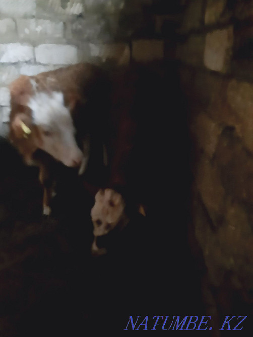 8 ailyk baspak satam urgashy 2 bas alam deushiler habarlasy?yzdar  - photo 1