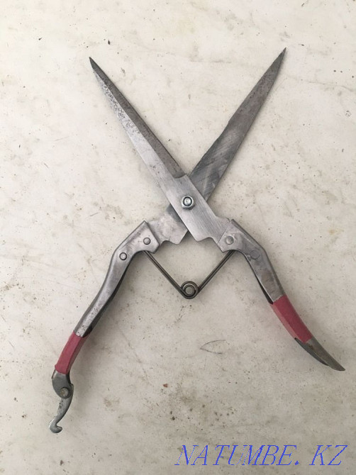 Scissors fucking animals koydin kaishysy  - photo 2