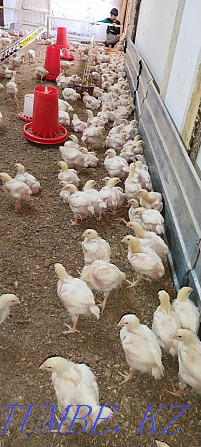 Broiler chickens bred price 1300  - photo 1