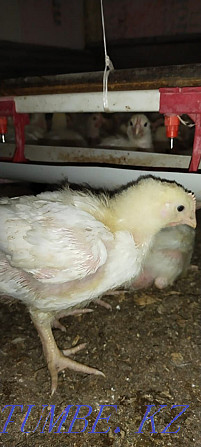 Broiler chickens bred price 1300  - photo 2