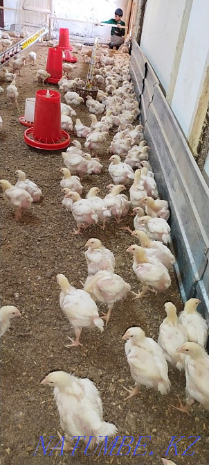 Broiler chickens bred price 1300  - photo 1