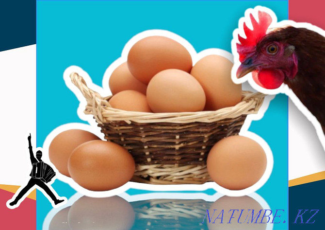 Egg broken brown hatching wholesale fresh Kokshetau - photo 2