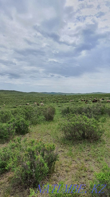 Анау?сен, о, гисар?ош?ар, тоқты, қой, мысық  Өскемен - изображение 1