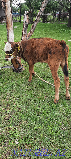 Siyr. buzau.men.buka.erkek.cow.calf.bull. Esik - photo 1