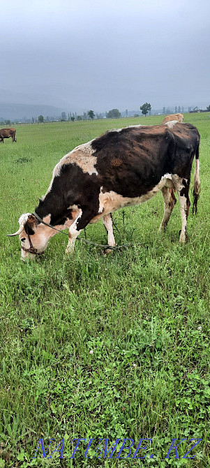 Siyr. buzau.men.buka.erkek.cow.calf.bull. Esik - photo 6