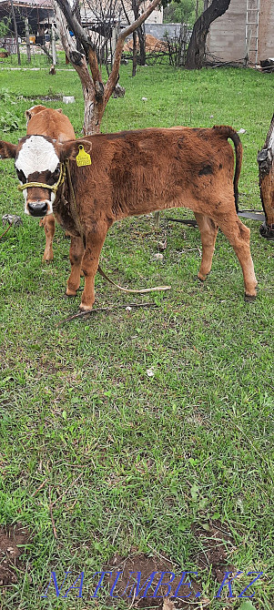 Siyr. buzau.men.buka.erkek.cow.calf.bull. Esik - photo 3