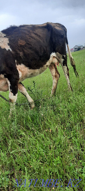 Siyr. buzau.men.buka.erkek.cow.calf.bull. Esik - photo 4