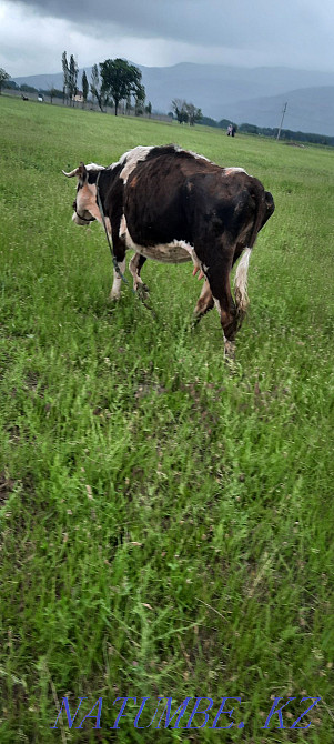 Siyr. buzau.men.buka.erkek.cow.calf.bull. Esik - photo 8