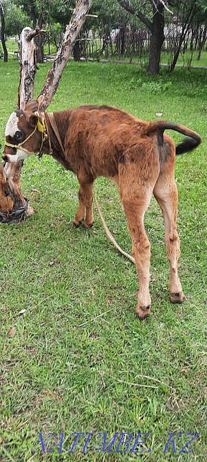 Siyr. buzau.men.buka.erkek.cow.calf.bull. Esik - photo 2