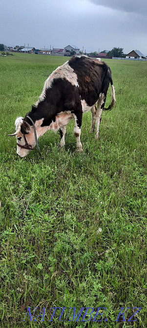 Siyr. buzau.men.buka.erkek.cow.calf.bull. Esik - photo 7