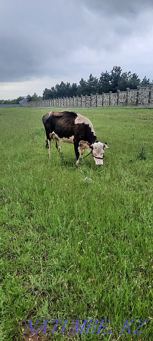 Siyr. buzau.men.buka.erkek.cow.calf.bull. Esik - photo 5