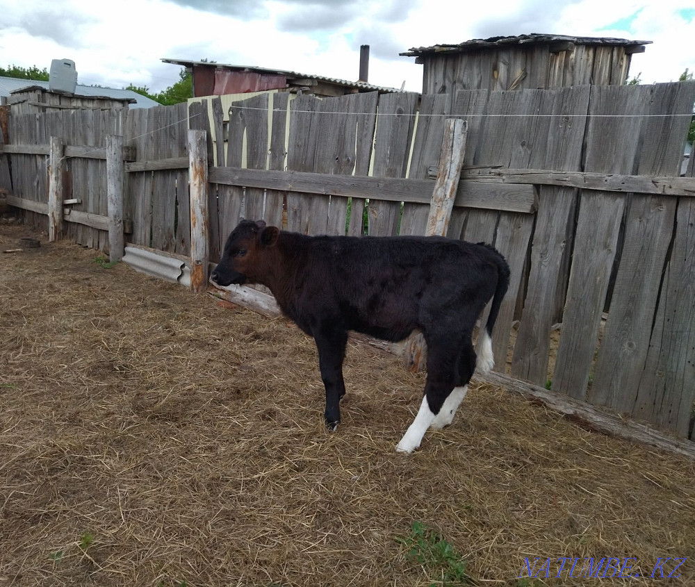 2 month bull for sale  - photo 3