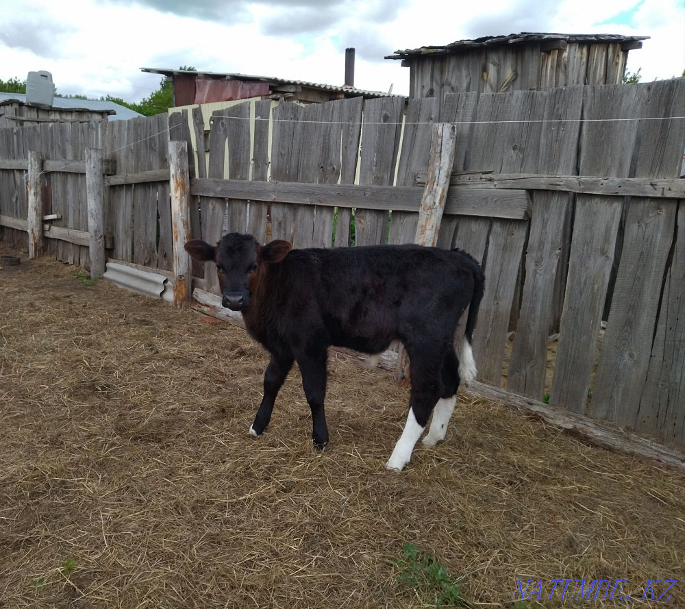 2 month bull for sale  - photo 2