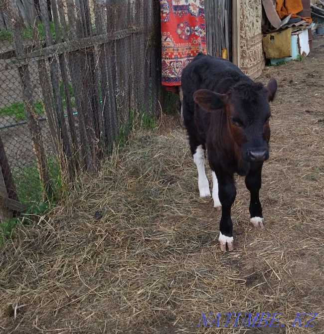 2 month bull for sale  - photo 1