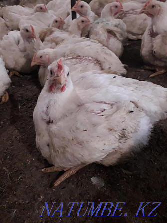 I will sell an incubatory egg of a broiler Cobb 500 Atyrau - photo 1