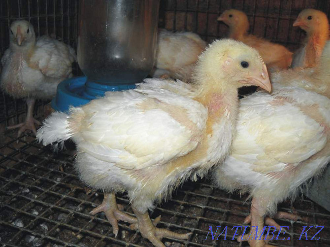 I will sell an incubatory egg of a broiler Cobb 500 Atyrau - photo 3