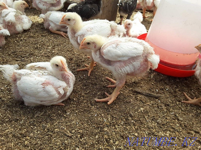 I will sell an incubatory egg of a broiler Cobb 500 Atyrau - photo 8