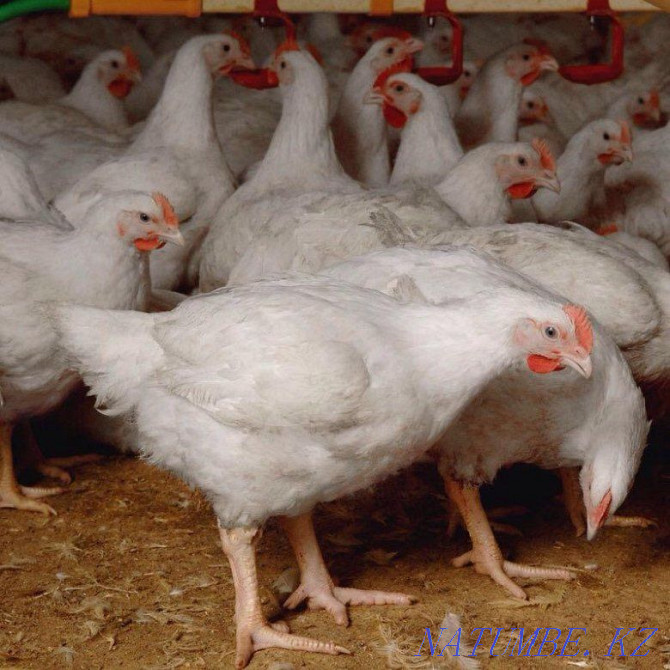 I will sell an incubatory egg of a broiler Cobb 500 Atyrau - photo 2