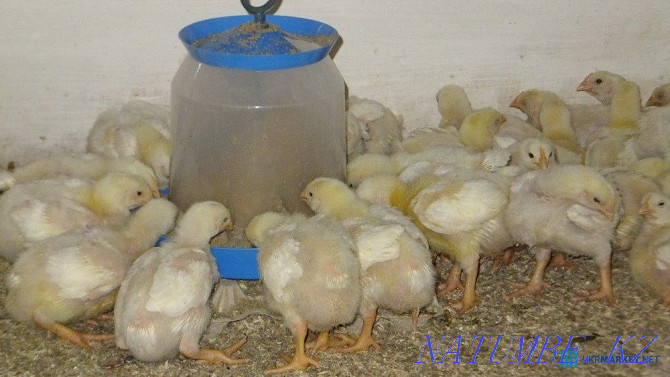 I will sell an incubatory egg of a broiler Cobb 500 Atyrau - photo 7