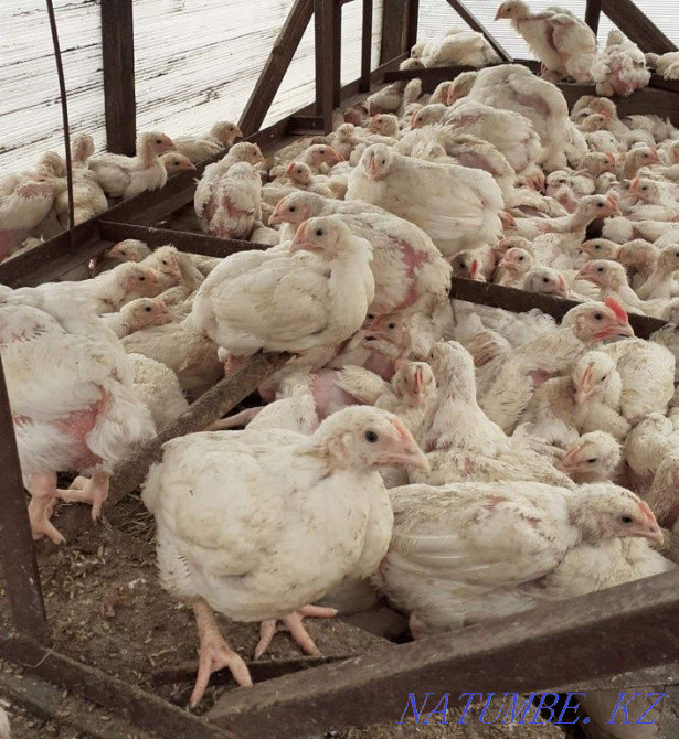 Кобб 500 бройлерінің инкубациялық жұмыртқасын сатамын  Атырау - изображение 5