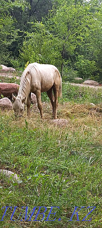 I will sell a stallion Qaskeleng - photo 1
