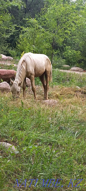 I will sell a stallion Qaskeleng - photo 1