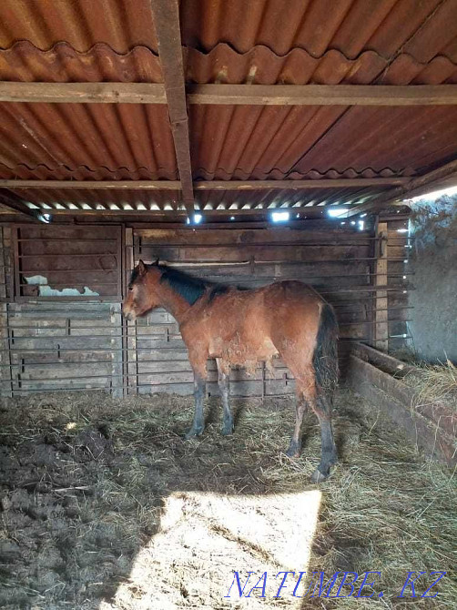 Fattening stallion Atbasar - photo 2