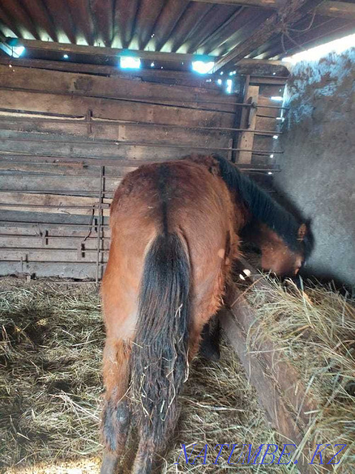 Fattening stallion Atbasar - photo 1