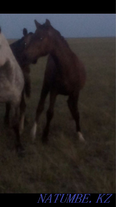 I will sell tai 2 heads 1 yerkek 1 urgashi Pavlodar - photo 2