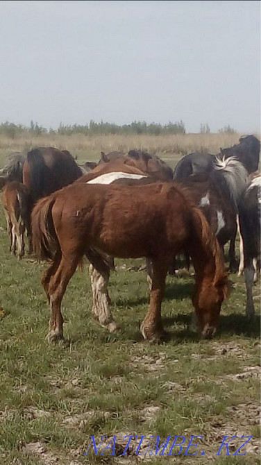 I will sell tai 2 heads 1 yerkek 1 urgashi Pavlodar - photo 3