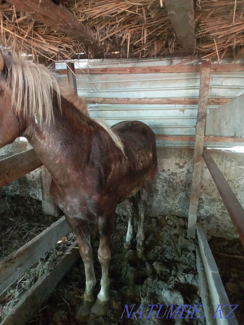 Zhylky kunan semiz  - photo 2