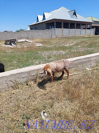 ?ozyly? oh, rams with lambs Shymkent - photo 4