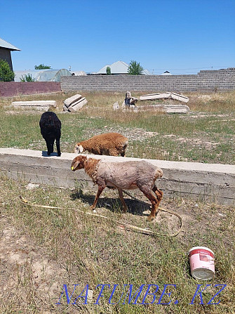 ?ozyly? oh, rams with lambs Shymkent - photo 2