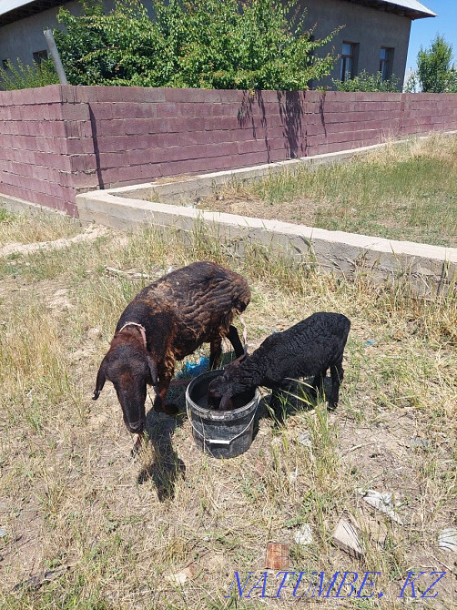 ?озылы?ой, қозылары бар қошқарлар Шымкент - изображение 1