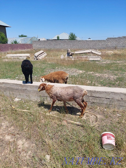 ?озылы?ой, қозылары бар қошқарлар Шымкент - изображение 2