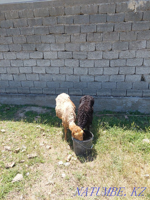 ?озылы?ой, қозылары бар қошқарлар Шымкент - изображение 3