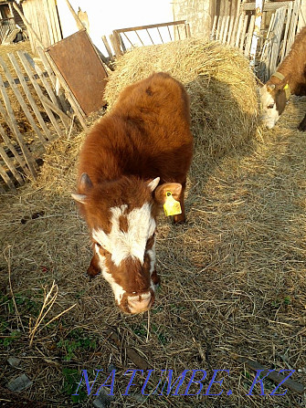 one year old heifer  - photo 3