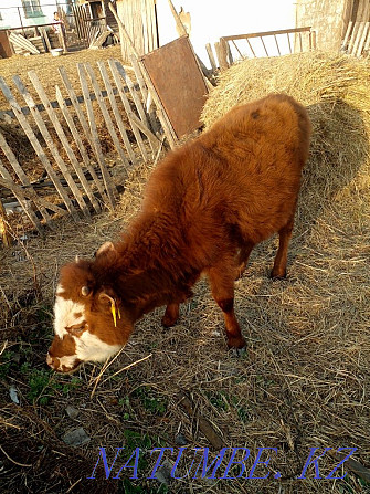 one year old heifer  - photo 1