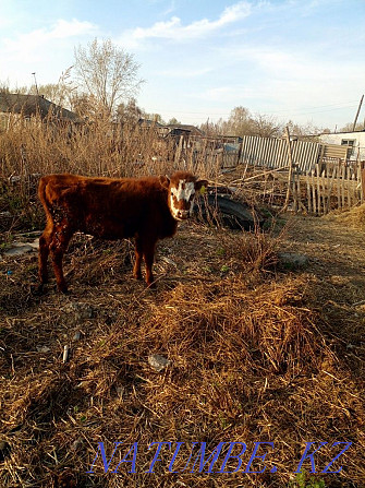 one year old heifer  - photo 2