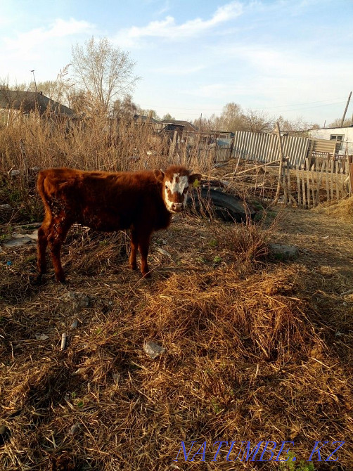 one year old heifer  - photo 2