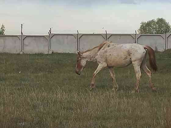 Обмен лошадей на дойных коров  Щучинск