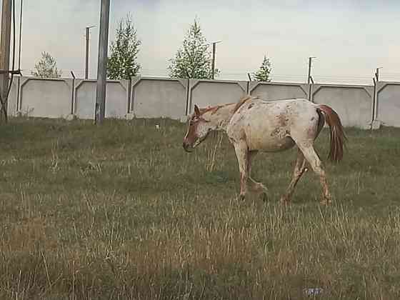 Обмен лошадей на дойных коров Щучинск