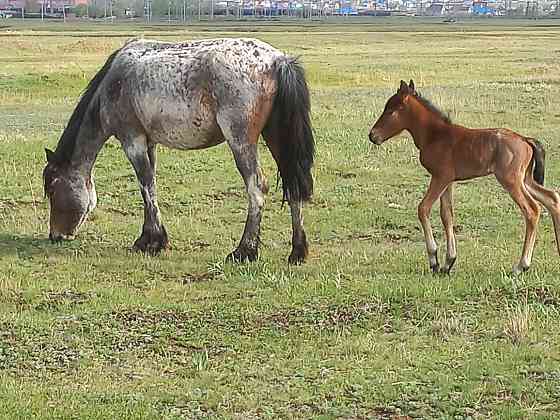 Обмен лошадей на дойных коров  Щучинск