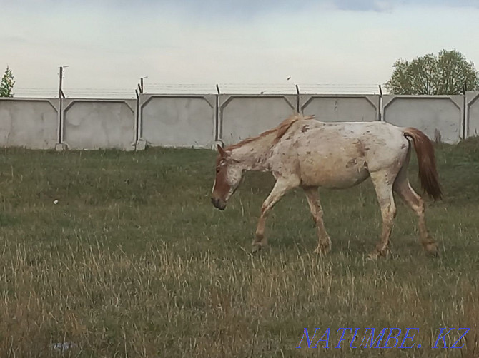Обмен лошадей на дойных коров Щучинск - изображение 3