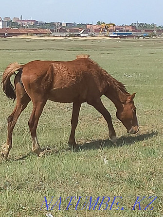 Обмен лошадей на дойных коров Щучинск - изображение 5