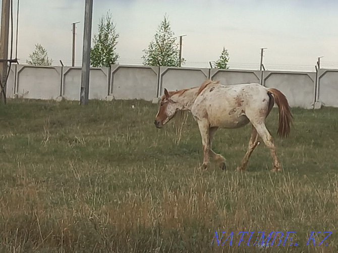 Exchange of horses for dairy cows Shchuchinsk - photo 2