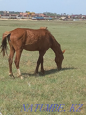 Exchange of horses for dairy cows Shchuchinsk - photo 6