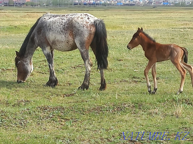 Обмен лошадей на дойных коров Щучинск - изображение 4