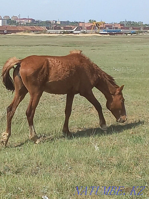 Exchange of horses for dairy cows Shchuchinsk - photo 5
