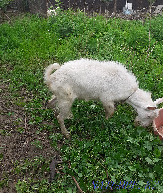 Selling! urgent! today! Панфилово - photo 2